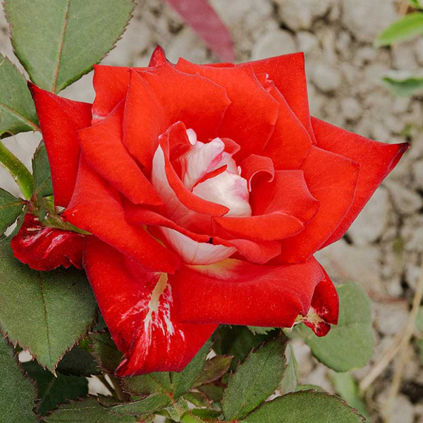 Роза чайно-гибридная Николь Садовита