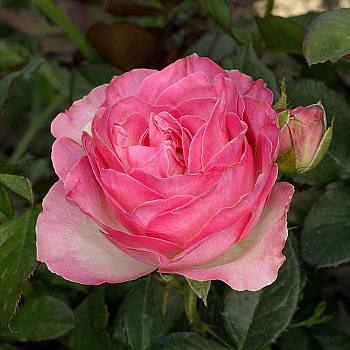 Роза чайно-гибридная Кэнди Аваланч Садовита