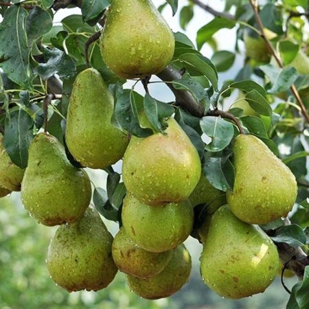 Груша Просто Мария Садовита