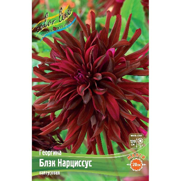 Георгина Блэк Нарциссус 1 шт