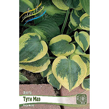 Хоста Тути Маэ 1 n 25 шт Биг-пак 9795 