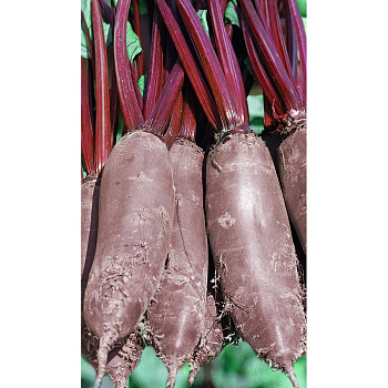 Свекла Таунус F1 1гр Bejo/Садовита Ц