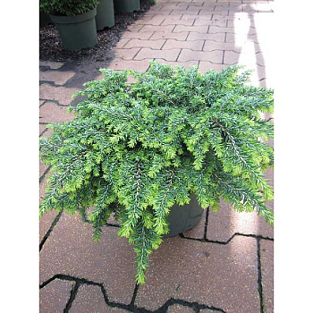 Тсуга Канадская Попелески C3 20-25cm шт