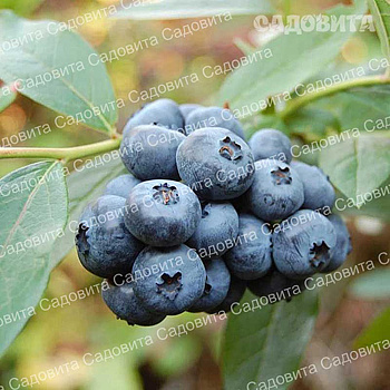 Голубика Дюк Р9 ,шт Садовита
