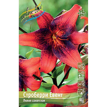 Лилия Строберри Евент 12/14 25 шт Биг-пак 11059