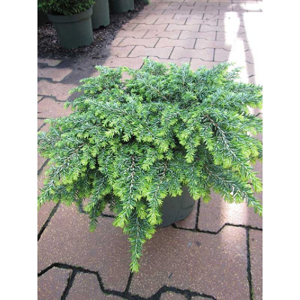 Тсуга Канадская Попелески C3 20-25cm шт