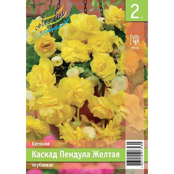 Бегония Каскад Пендула Желтая 4/5 2 Эконом шт