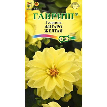 Георгин Фигаро желтая Гавриш Ц 