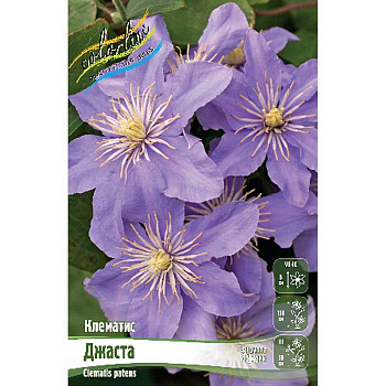 Клематис Джаста I 2 шт