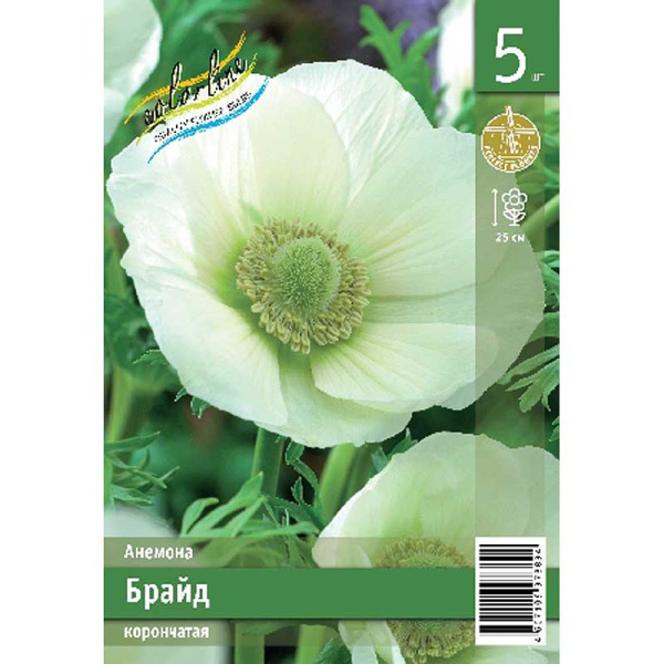 Анемона Брайд 5/6 5 Эконом шт
