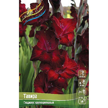 Гладиолус Тавира 10/12 8 шт 