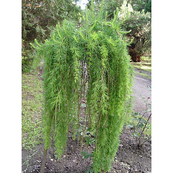 Лиственница Европейская Пули BR 120cm