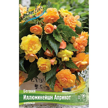 Бегония Иллюминейшн Априкот 5/6 3 шт 