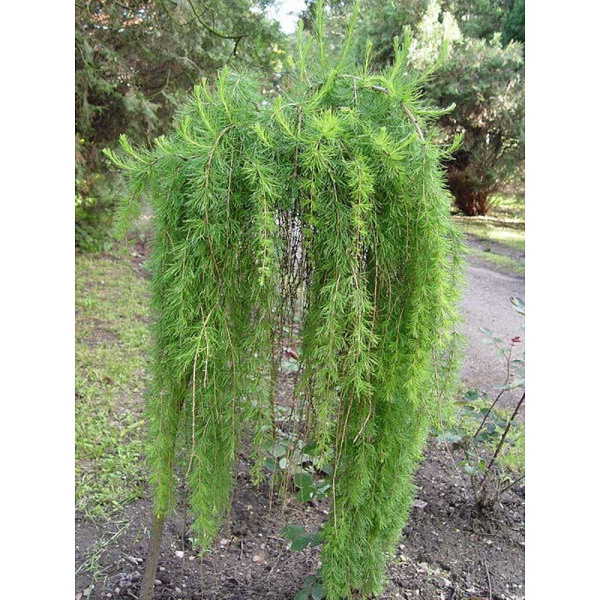 Лиственница Европейская Пули BR 120cm