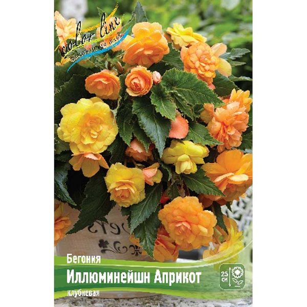 Бегония Иллюминейшн Априкот 5/6 3 шт 