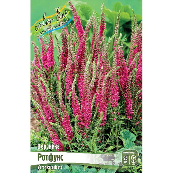 Вероника Ротфукс I 1 шт