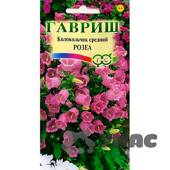 Колокольчик Розеа средний Гавриш Ц 