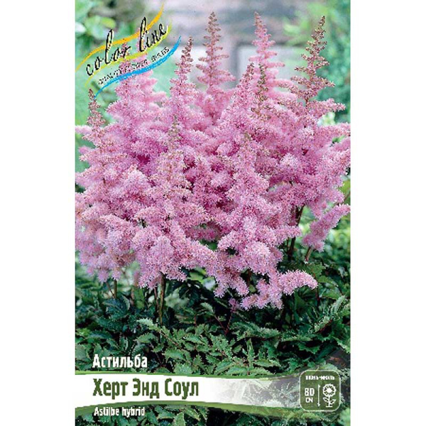 Астильба Херт Энд Соул 2/3 n 1 шт