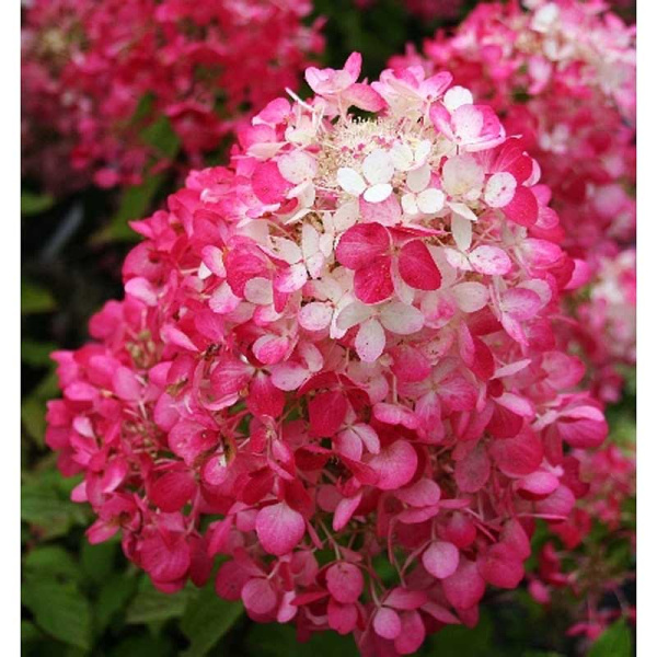 Гортензия Метельчатая Диамонд Руж P9