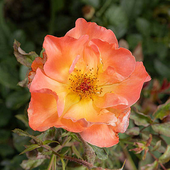 Роза плетистая Вестерленд Садовита