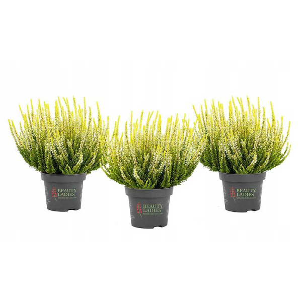 16668 Вереск Обыкновенный Агнета P12 конт. шт