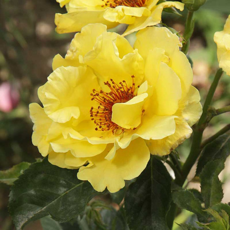 Роза плетистая Казино Садовита