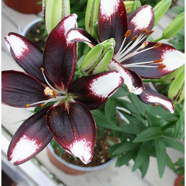 10780 Биг-Пак Лилия Тайни Хало 10/12 25 шт 