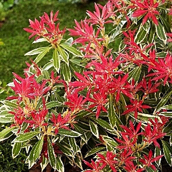 Пиерис Японский Флэминг Сильвер P9