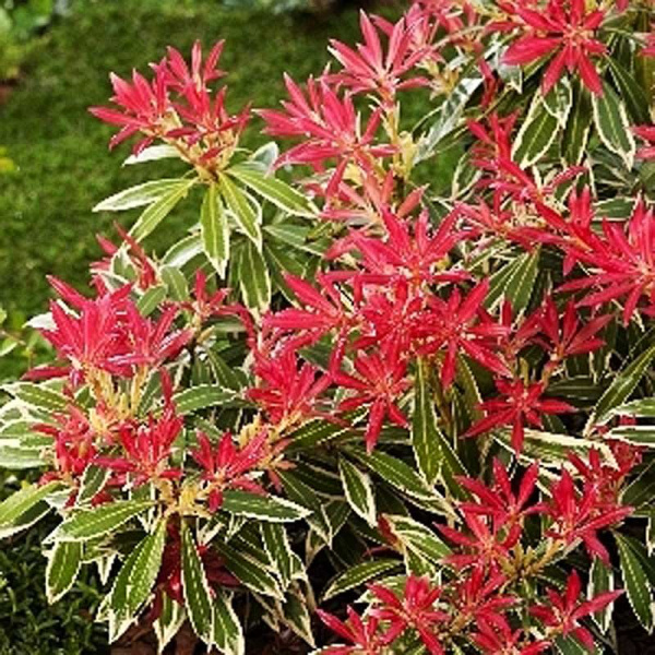 Пиерис Японский Флэминг Сильвер P9