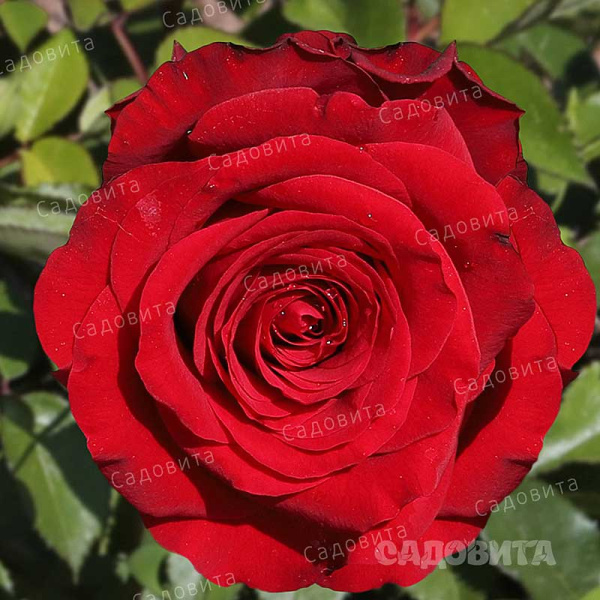 Роза чайно-гибридная Рэд Наоми Садовита
