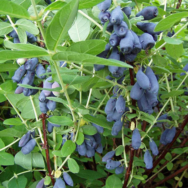 Жимолость  Войтек P9   шт Садовита