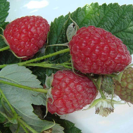 Малина Поклон Казакову Садовита