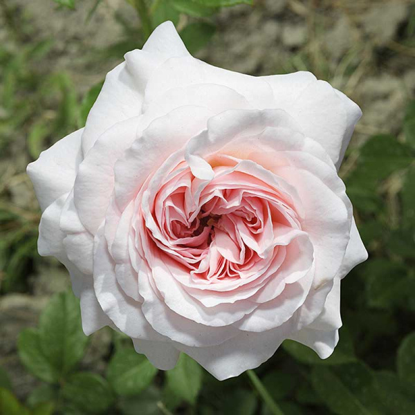 Роза флорибунда Мария Терезия Садовита