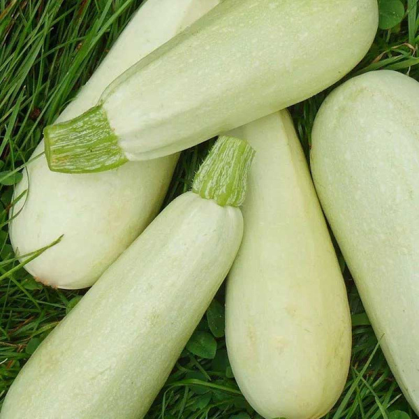 Кабачок Грибовский "Кольчуга" НК