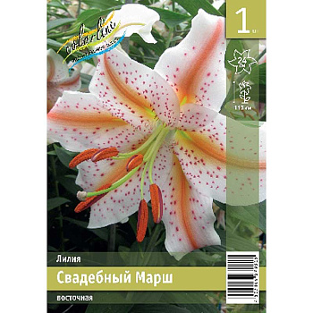 Лилия Свадебный Марш 12/14 1 Эконом шт 