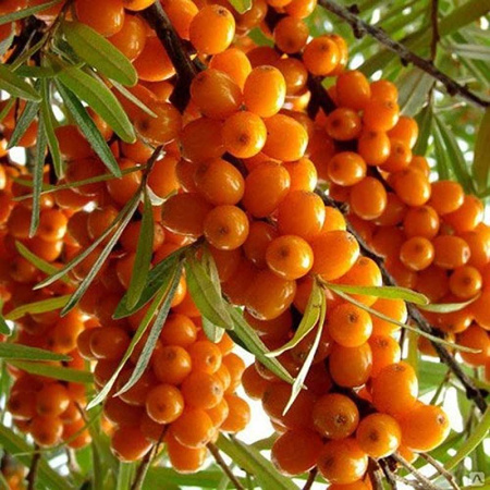 Облепиха Огниво Садовита