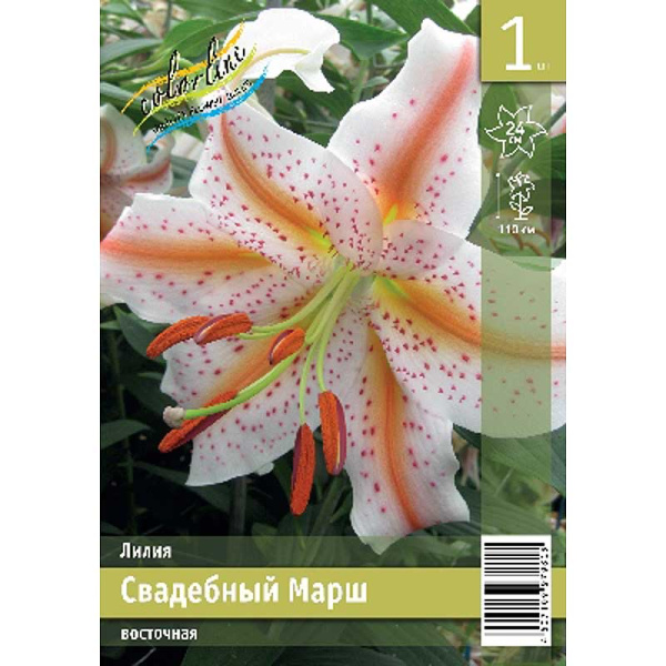 Лилия Свадебный Марш 12/14 1 Эконом шт 