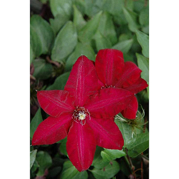 Клематис Солидарность I 1 шт 