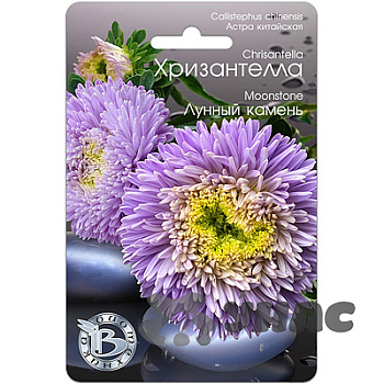 Астра Хризантелла Лунный камень Биотехника Цх10 