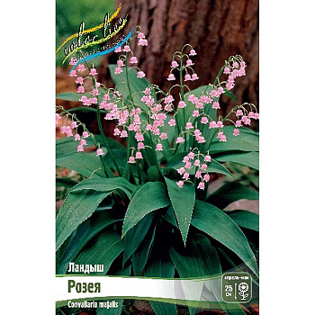 Ландыш Розея I 1 шт