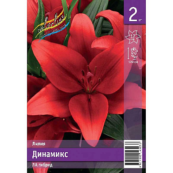 Лилия Динамикс 12/14 2 Эконом шт 