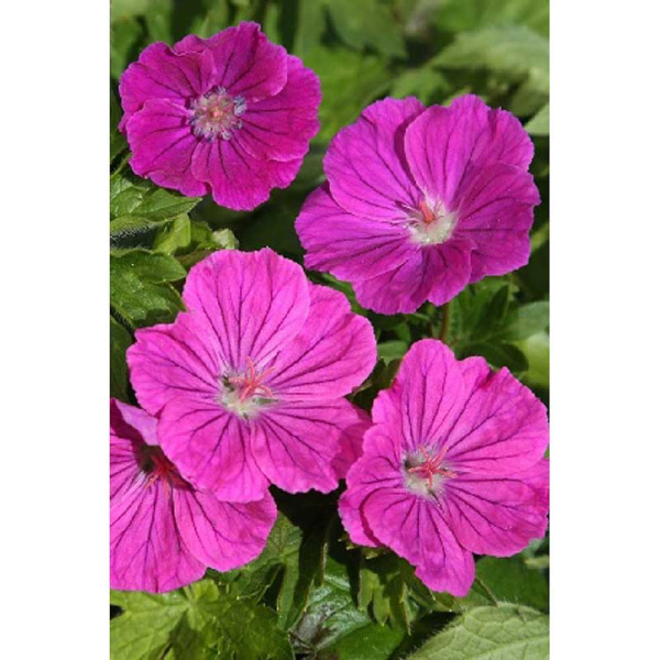 768 Биг-Пак Гераниум Фрут Д`флёр I 25 шт