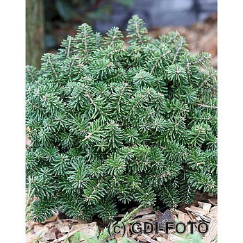 6151 Пихта Корейская Бриллиант C1.5 ,шт