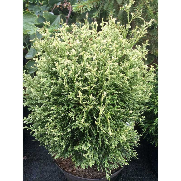 Туя Западная Мисс Фрости C3 20-25cm