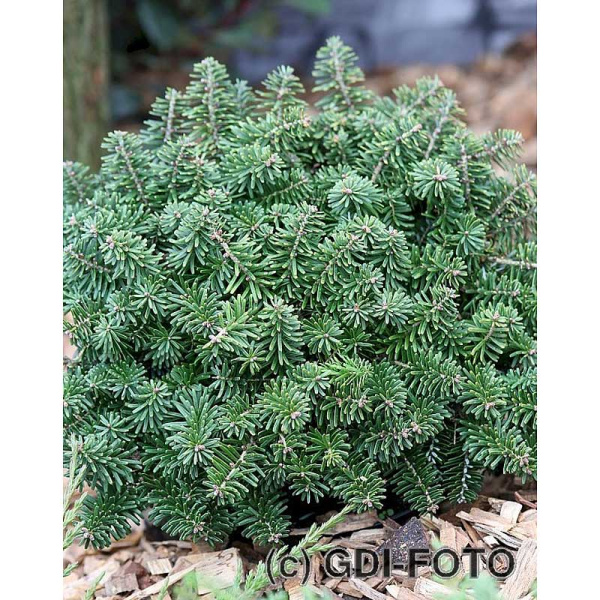 6151 Пихта Корейская Бриллиант C1.5 ,шт