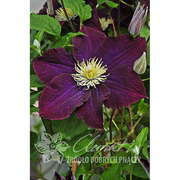Клематис Варшавска Найк P9 шт