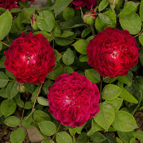 Роза парковая Роз де Решт Садовита