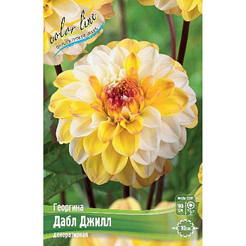 Георгина Дабл Джилл I 1 шт