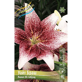 Лилия Уайт Браш 12/14 5 шт