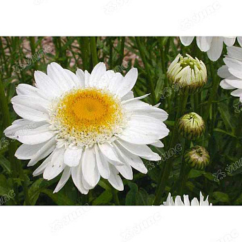 Нивяник Майфилд Марс Ц 